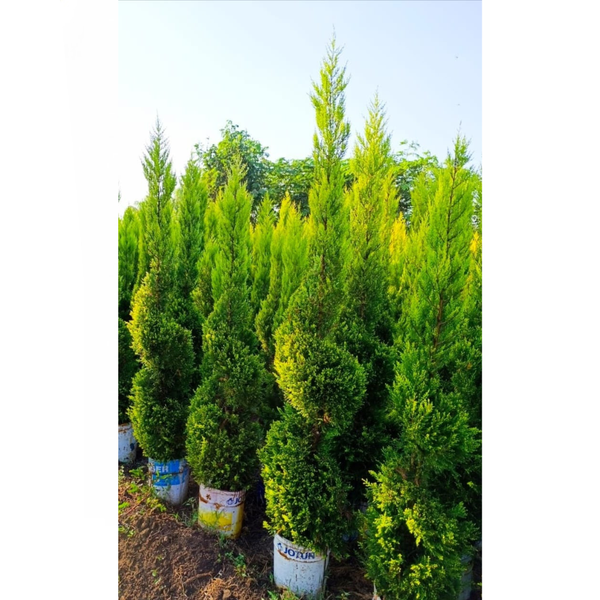 شجرة فرشاة الزينة EGP-014 – شجرة ورقية خضراء بأزهار حمراء زاهية مثالية لأعمال اللاندسكيب والديكور الخارجي