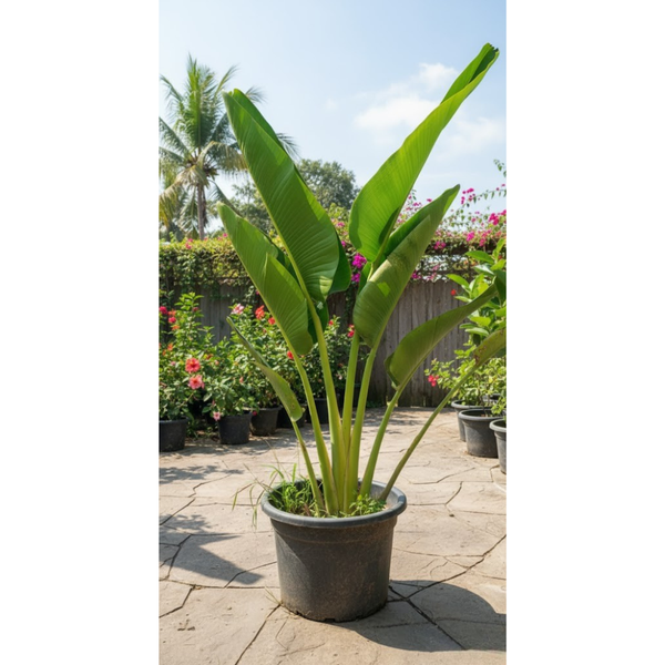 شجرة ريفينالا EGP-008 – شجرة زينة استوائية فاخرة تضيف لمسة من الطبيعة الراقية للفلل والفنادق