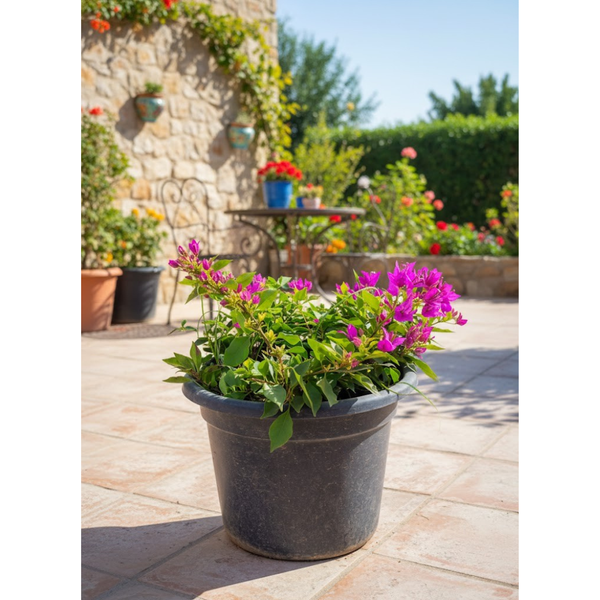 شجرة جهنمية EGP-011 – متسلقة زينة بألوان زاهية تضيف لمسة فنية طبيعية للأسوار والمباني