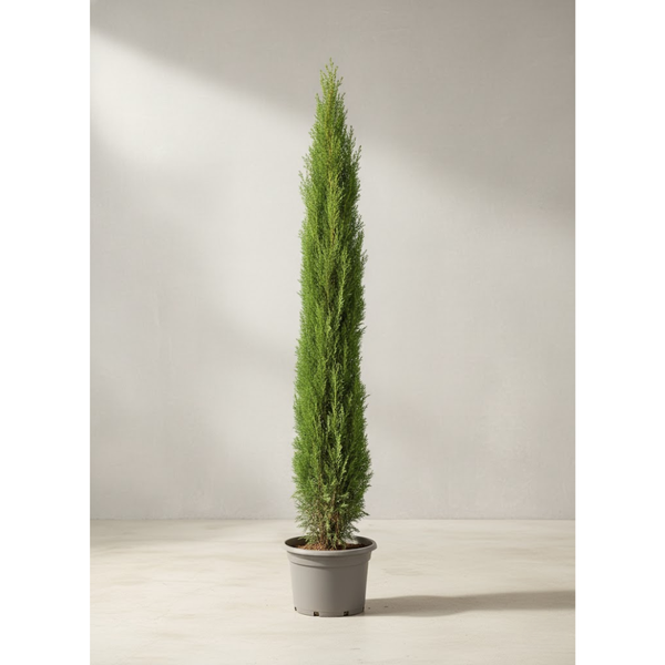 شجرة سرو إيطالي EGP-009 – شجرة زينة خضراء أنيقة مثالية لأعمال اللاندسكيب والديكور الخارجي