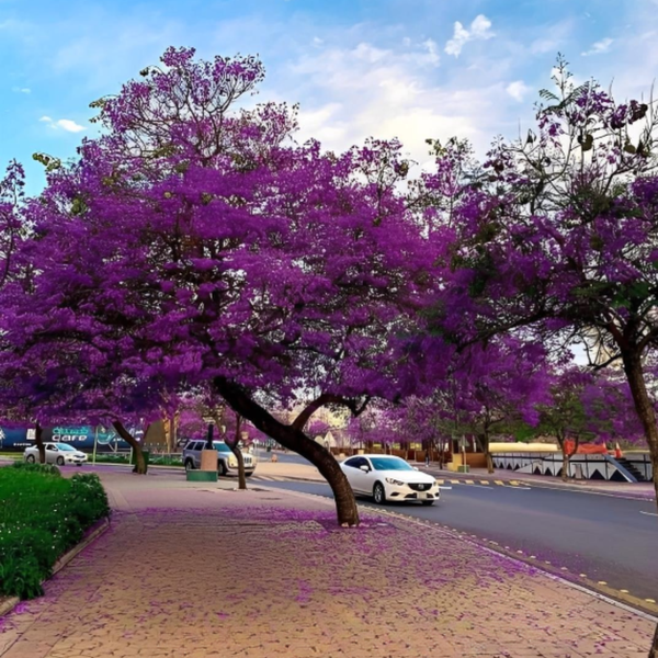 شجرة جاكراندا EGP-005 – شجرة زينة بنفسجية سريعة النمو تضيف لمسة فنية ساحرة للمساحات الخارجية