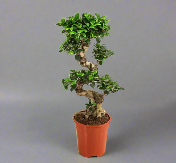 نبات snake bonsai tree للديكور - GH-093