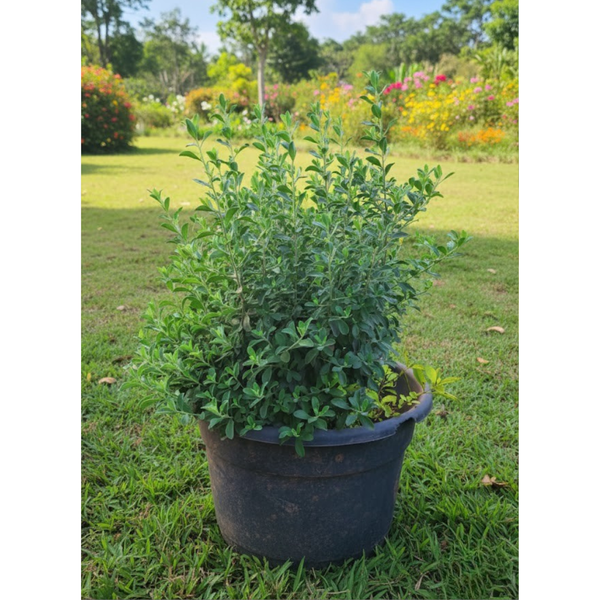 شجرة إيـكوفليم EGP-013 – نبات زينة ورقي باللون الأخضر القرمزي مثالي لأعمال اللاندسكيب والديكور العصري