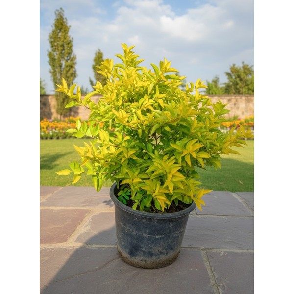 شجرة درانتا صفرا EGP-012 – نبات زينة ورقي بألوان مبهجة وتصميمات متعددة لأعمال اللاندسكيب والديكور الداخلي والخارجي