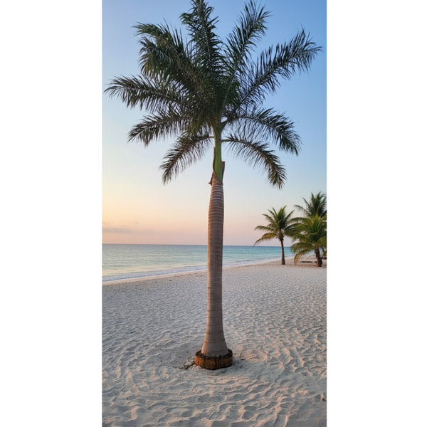 نخل ملوكي (أوروديكسا) EGP-003 – نخيل زينة فاخر يمنح لمسة فخمة وطبيعية للمساحات الخارجية