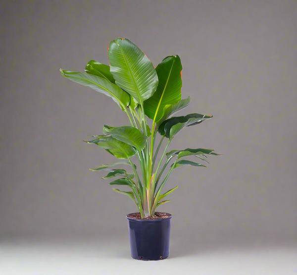 نبات bird of paradise للديكور الخارجي - GH-064