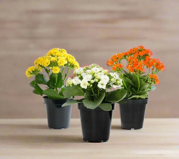 مجموعة من نبات kalanchoe للديكور - GH-078