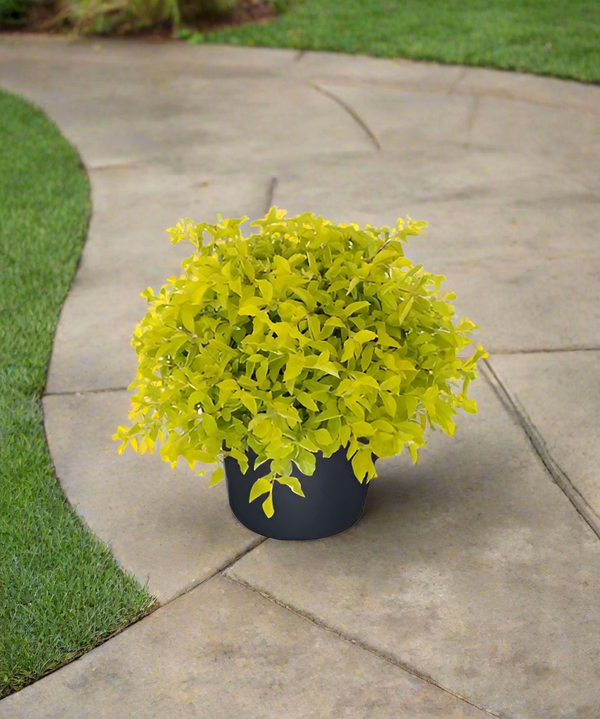نبات Gold Duranta - GH-023