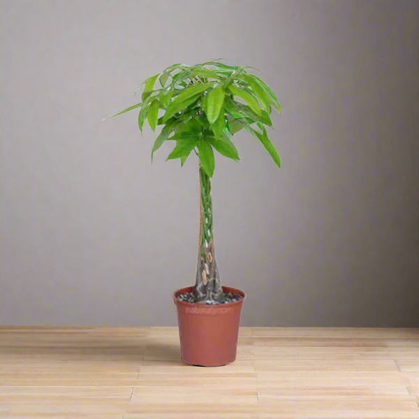 نبات money tree للديكور الداخلي - GH-069
