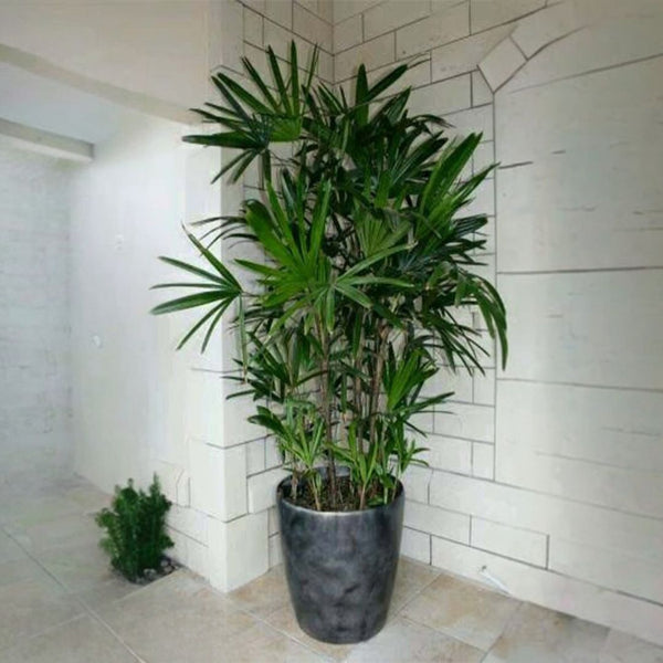 نبات rhapis exceisa للديكور - GH-087